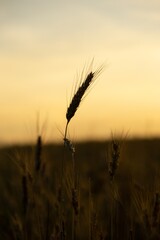 Obraz premium Wheat field during sunnrise or sunset. Slovakia 