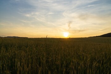 Obraz premium Wheat field during sunnrise or sunset. Slovakia 