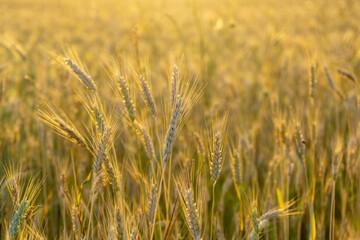 Wheat field during sunnrise or sunset. Slovakia	