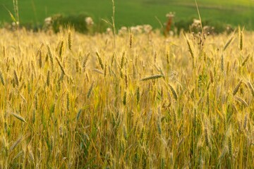 Wheat field during sunnrise or sunset. Slovakia	