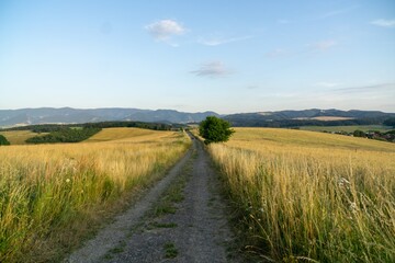 Wheat field during sunnrise or sunset. Slovakia	