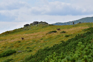 Obraz premium Chamois, High Tatras, Slovakia