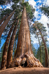 Vertical panorama of a giant sequoia in Sequoia National Park