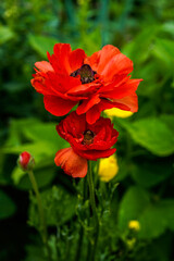 Fully, bloomed, red ranunculus flowers growing in an outdoor flower garden.