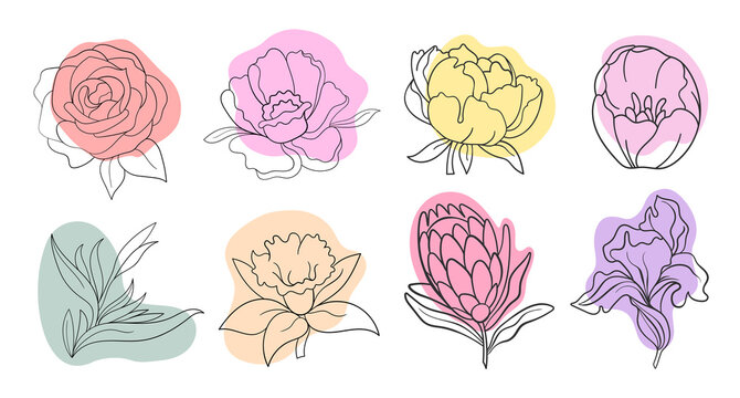 Vector line black illustration graphics flowers set: peony, protea, tulip, iris with colors stains.