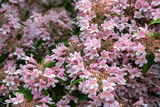white and pink flowers of Abelia x grandiflora shrub