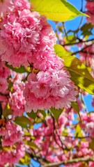 Pink flowers in summer