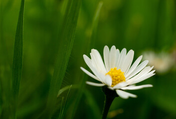 Kwiat w trawie