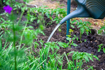 Watering the tomato beds with a watering can.