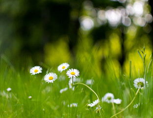 Kwiaty w trawie