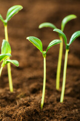 green plant