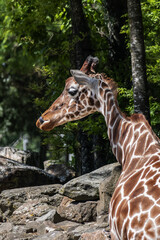 Giraffe in Amsterdam Artis Zoo. Amsterdam Artis Zoo is oldest zoo in the country. Amsterdam, the Netherlands.