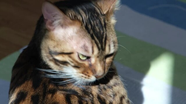 The Bengal cat takes care of its coat. Kitten licks fur. Back view. Bright rays of the sun