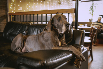 Great Dane dog on leather couch