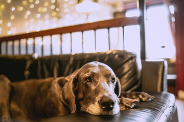 Great Dane dog on leather couch