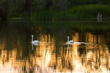 a pair of swans swim in a body of water at sunset