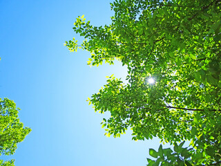 樹木と空