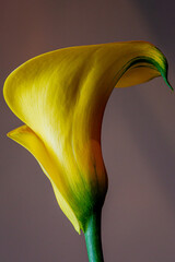 calla