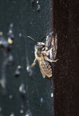 abeille ma&ccedil;onne