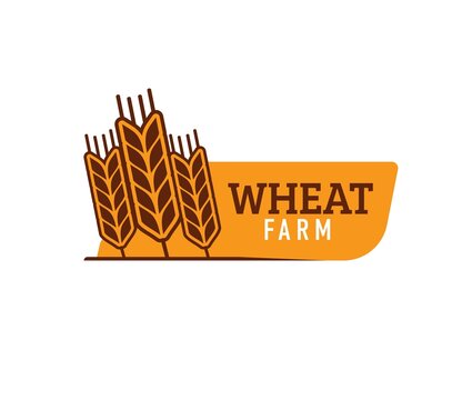 Wheat, farm rice, oat or barley millet and cereal ear, vector organic food icon. Farm bakery wheat spikelet symbol for bread or cereal and grain food products shop or bio grocery store
