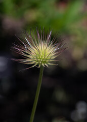 A Pasque Flower (Pulsatilla vulgaris) closeup in a garden