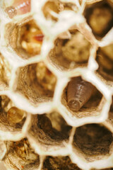 Detail of honeycomb from bees or wasps.