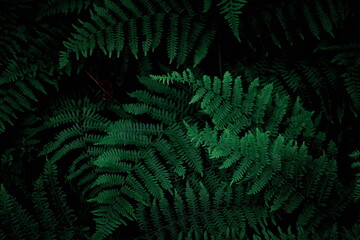 The background image that is green, dark green fern leaves, background dark green fern leaves used...