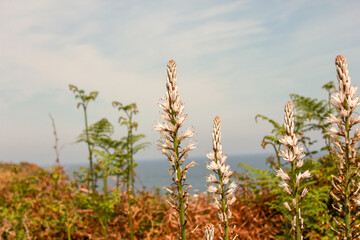 a walk near the coast enjoying wildflowers
