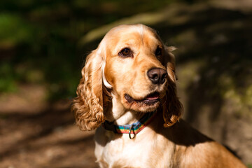 beautiful dog,spaniel breed, muzzle close-up