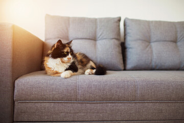 cat on sofa