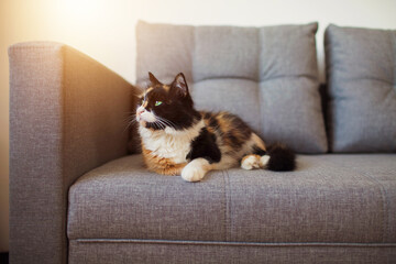cat on sofa