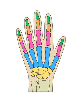 Human hand bones anatomy. Colored hand parts structure. Human wrist diagram vector illustration.