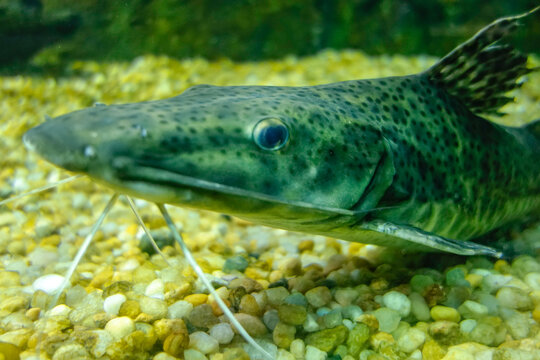 a Pseudoplatystoma fasciatum or barred sorubim fish on sea ground. close up