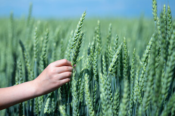Naklejka premium Portrait of female farmer walking through field of wheat, her hand touching ripening wheat ears in early summer. Sowing, rich harvest, agriculture concept.