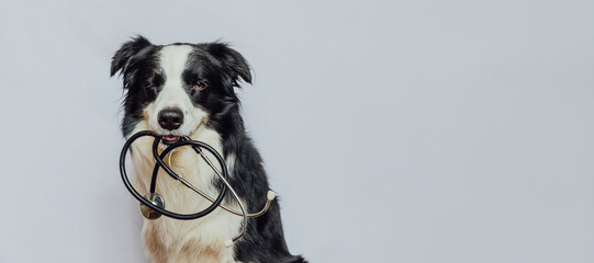 Puppy dog border collie holding stethoscope in mouth give wink isolated on white background...