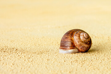 shell of snail on yellow background with copy space behind snail shell