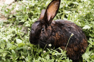 little dark brown rabbit in the middle of green grasses