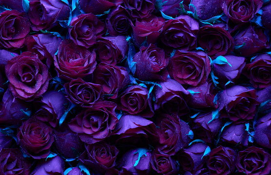Dark red roses at night grunge background