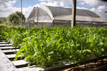Viveiro de hortaliças e produzindo alface, rúcula, hortelã, agrião em estufas de hidroponia