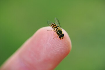 A thistle fly sitting on a finger.
