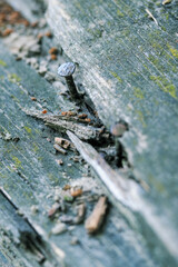 Nails coming out on an old wooden roof.