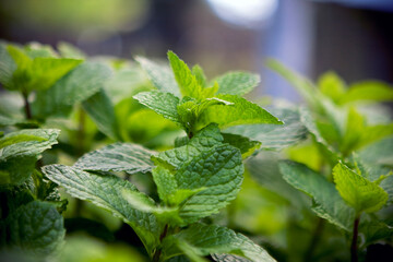Close em hortelã em viveiro de hortaliças e produzindo alface, rúcula, hortelã, agrião em estufas de hidroponia © mm.vh