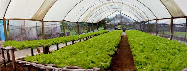 Linhas de alface em viveiro de hortaliças e produzindo alface, rúcula, hortelã, agrião em estufas de hidroponia