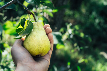 Hand of young farmer picking ripe pear from tree in harvest season. - obrazy, fototapety, plakaty