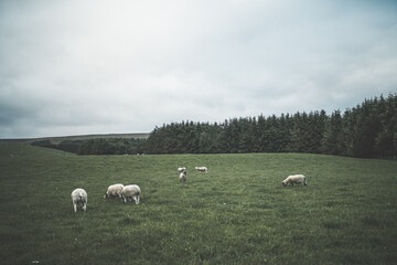 Sheep grazing on green field of grass