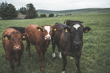 Herd of cattle in deep green field