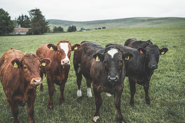 Herd of cattle in deep green field