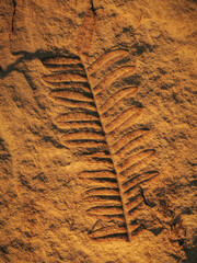 Detail of a plant fossil. © lapis2380