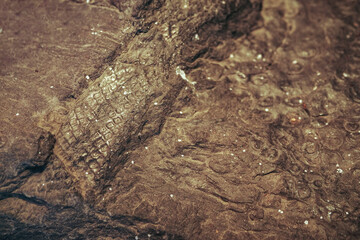 Detail of a plant fossil.