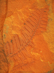 Detail of a plant fossil.
